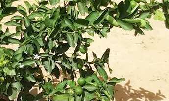 Imagem 15: Vendo 1 Casa e 1 terreno no Cidade Modelo