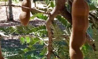 Imagem 6: Chácara à venda, Vila Jardim São Judas Tadeu, Goiânia, GO