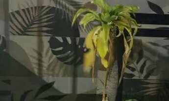 Imagem 4: VENDO EXCELENTE CASA NA PRAÇA DO GRADIM - R$140.000 + SALDO DEVEDOR