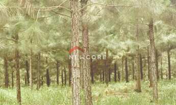 Imagem 3: Fazenda em Rodovia - Área Rural de São Miguel Arcanjo - São Miguel Arcanjo/SP