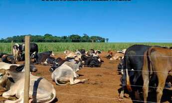 Imagem: Fazenda de ( 152,4 Hect ) Região De São