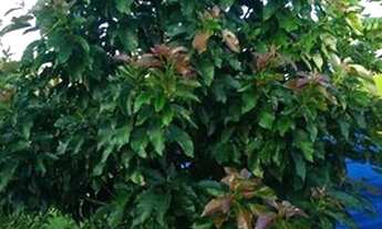 Imagem 6: Vendo chácara em Bofete