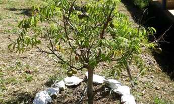 Imagem 2: Rancho Terreno / lote com venda por R$195.000