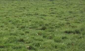 Imagem 5: VENDO FAZENDA DE 900 HECTARES EM CAÇAPAVA RIO GRANDE DO SUL