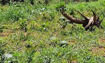 Imagem 2: Troco chácara Chácara com venda por R$50.000