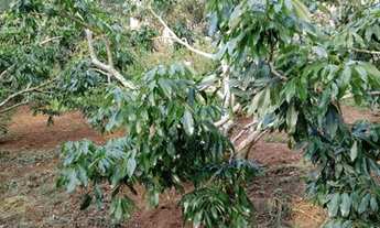 Imagem 5: VENDO OU TROCO CHÁCHARA