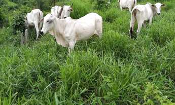 Imagem: VENDO FAZENDA 110 ALQUEIRES REGIÃO RIO