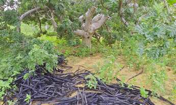 Imagem 6: Granja com 11 hectares na região de jndaira com poço tubular