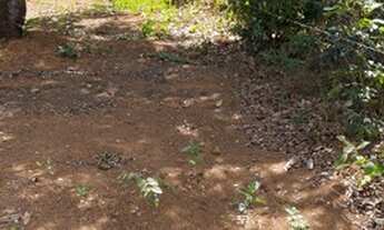 Imagem 3: Lote de 500m a1km do asfalto próximo a baldim