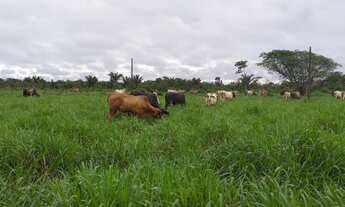 Imagem: R$1,2 milhões 75 hectares pronta fazendinha
