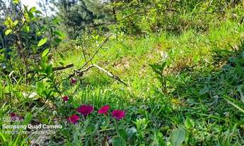 Imagem 7: Chácara próximo de escola e mercados, com vertentes pela terra localizada em Glorinha!