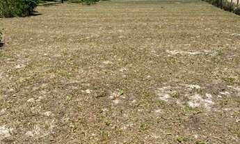 Imagem 4: Terreno plano em Busca Vida/ BA