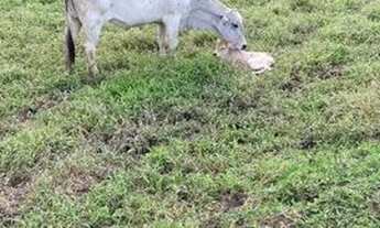 Imagem 3: Fazenda com 3 dormitórios à venda, 2480000 m² por R$ 6.500.000 - Zona Rural. - Juquiá/SP