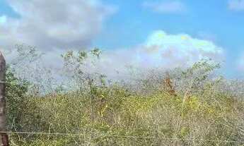 Imagem 6: Excelente Fazenda com 497 hectares na região de João Câmara terra com grande potencial