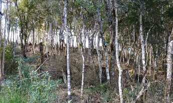 Imagem 5: Seu Refúgio na Natureza Terreno de Chácaras, Campina Grande do Sul