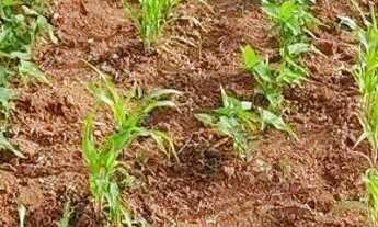 Imagem: Chácara no Santa Barbara 13k de montes