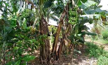 Imagem 4: Vendo excelente sítio no município de Jaguaripe