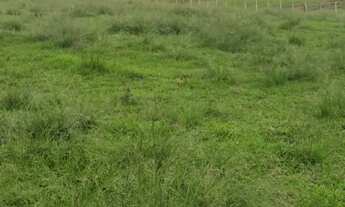 Imagem 8: VENDO FAZENDA DE 900 HECTARES EM CAÇAPAVA RIO GRANDE DO SUL