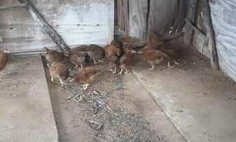 Imagem 2: Vendo chácara em Bofete