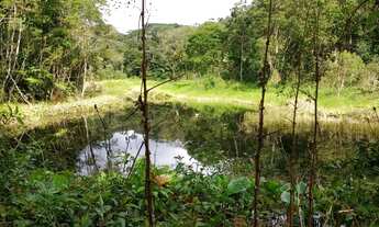 Imagem 4: Sítio 10 alqueires (Mata Nativa