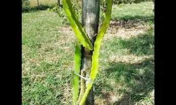 Imagem 7: Chácara com 2 dormitórios à venda, 13000 m² por R$ 955.000 - Tataúba - Caçapava/SP