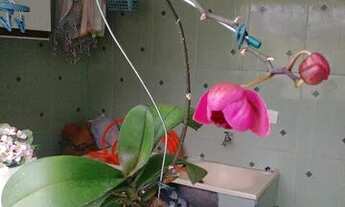 Imagem: Sobrado em Jardim Santa Cristina S.A