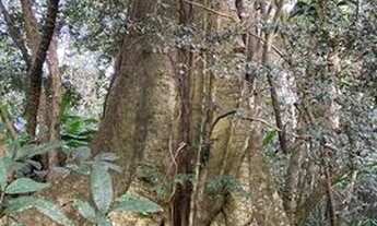 Imagem 5: Fazenda com 3 dormitórios à venda, 2480000 m² por R$ 6.500.000 - Zona Rural. - Juquiá/SP