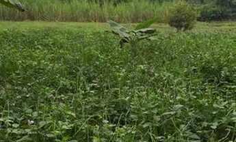 Imagem 2: Vendo lote rural