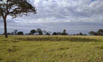 Imagem 7: FAZENDA Á VENDA EM NIOAQUE MS - 1.182 HECTARES (DUPLA APTIDÃO