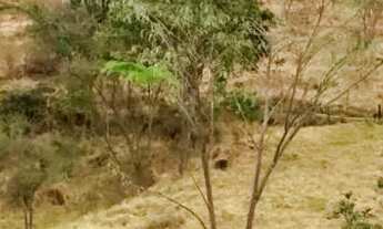 Imagem: Chácara 22mil m2 dentro de Anápolis só