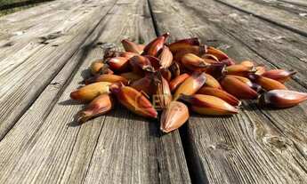 Imagem 6: Sítio com 1 dormitório à venda, 198000 m² por R$ 5.645.000,00 - Pinhal Novo - Lorena/SP