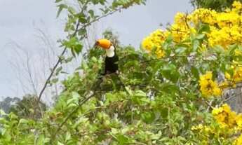 Imagem 4: Sítio | 59.000m² | Ampla Área Verde | Estrutura Completa