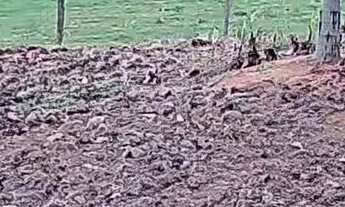 Imagem 7: Vendo Sítio/Chácara em Santo Antônio da Patrulha