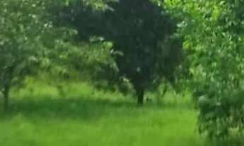 Imagem 6: CHÁCARA COMPLETA À VENDA - PORTEIRA FECHADA - Agrovila das Palmeiras