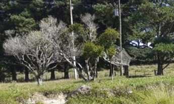 Imagem 7: VENDO FAZENDA DE 1.490 HECTARES NO MUNICÍPIO DE PINHEIRO MACHADO RS
