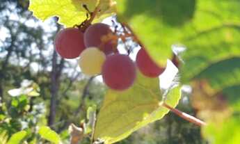 Imagem 7: Chácara Petrolina de Goiás