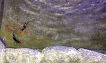 Imagem 4: Bella casa lado praia