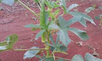 Imagem 5: Troco chácara Chácara com venda por R$50.000