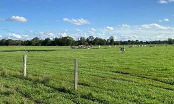 Imagem 4: Fazenda em Pacajá