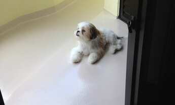 Imagem 3: APARTAMENTO 3 DORMITORIOS, 1 SUITE, 2 VAGA A VENDA EM SÃO PAULO