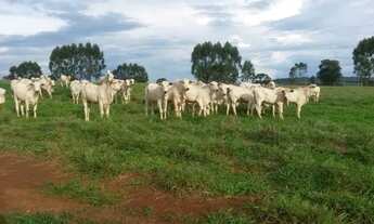 Imagem: Fazenda sítio em João Pinheiro mg