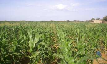 Imagem 4: Fazenda para Venda em Irecê, JOÃO DOURADO, 4 dormitórios, 2 suítes, 5 banheiros, 10 vagas