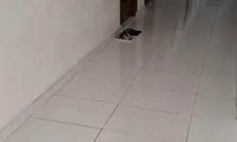 Imagem: Apartamento na zona sul (Aleixo) - R$ 900,00