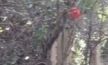 Imagem: Chácara com 1 dormitório à venda, 1000