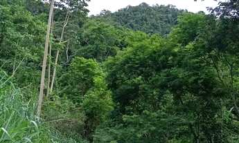Imagem 5: Venda-se 2 alqueires e 10 litros de mata no Município de Mimoso do Sul/ES