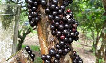 Imagem 7: Chácara 2.000 metros