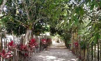 Imagem: Sítio em Joaquim Gomes