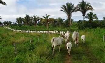 Imagem 2: FAZENDA EM PENALVA COM PORTEIRA FECHADA