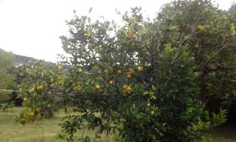 Imagem: Lotes em Arantina MG