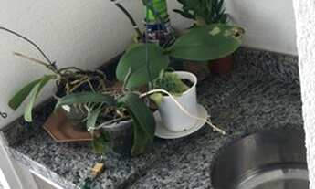 Imagem 2: APARTAMENTO 2 DORMITÓRIOS 1 SUITE 1 VAGA 56M² - VILA EMA